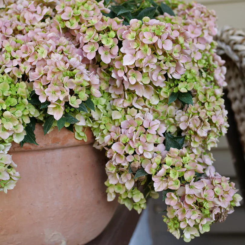 Fairytrail Fresco™ Cascade Hydrangea 2 Fairytrail Fresco™ Cascade Hydrangea