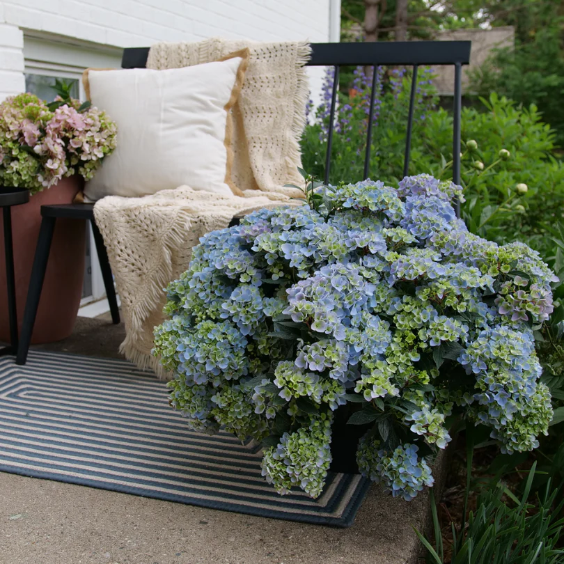 Fairytrail Fresco™ Cascade Hydrangea 3 Fairytrail Fresco™ Cascade Hydrangea