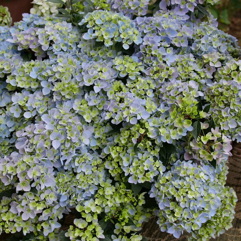 Fairytrail Fresco™ Cascade Hydrangea 4 Fairytrail Fresco™ Cascade Hydrangea