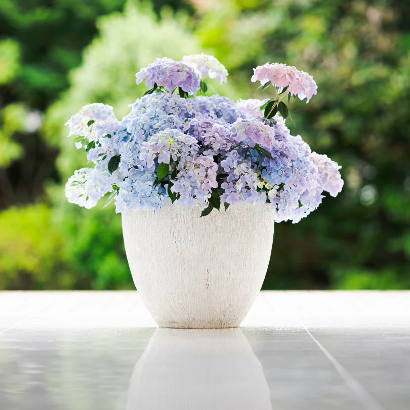 Fairytrail Fresco™ Cascade Hydrangea 5 Fairytrail Fresco™ Cascade Hydrangea