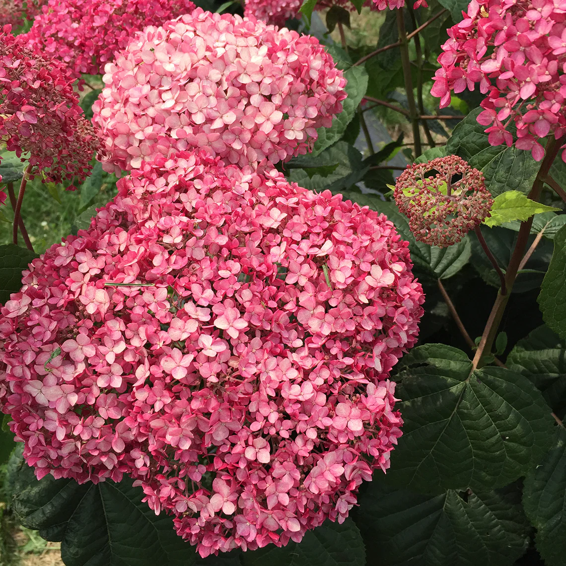 Invincibelle Spirit® II Smooth Hydrangea 2 Invincibelle Spirit® II Smooth Hydrangea