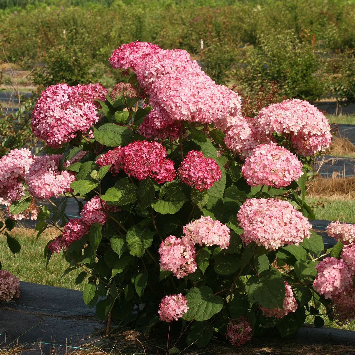 Invincibelle Spirit® II Smooth Hydrangea 3 Invincibelle Spirit® II Smooth Hydrangea