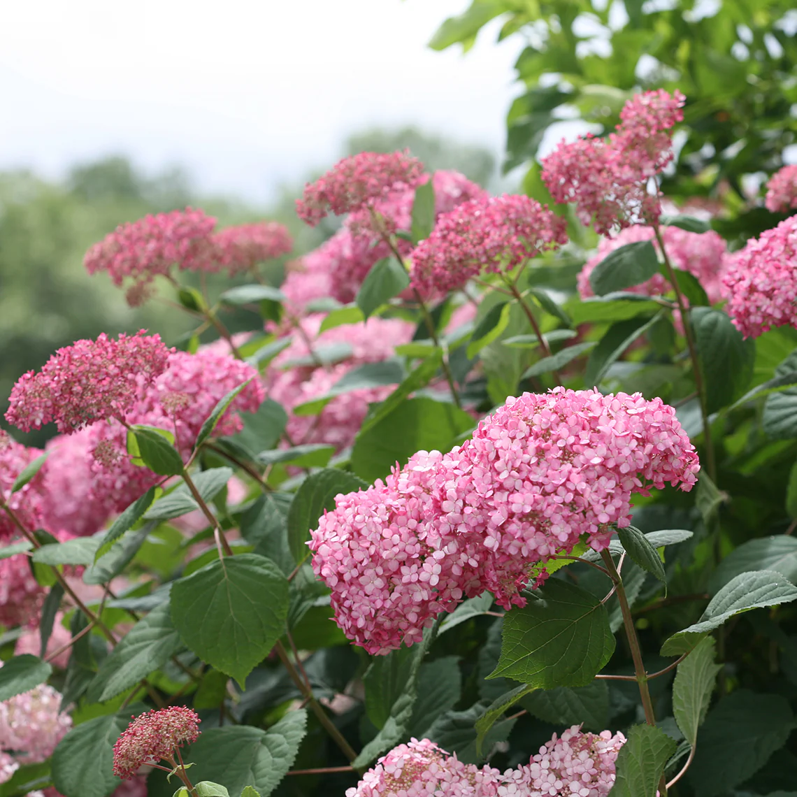 Invincibelle Spirit® II Smooth Hydrangea 4 Invincibelle Spirit® II Smooth Hydrangea