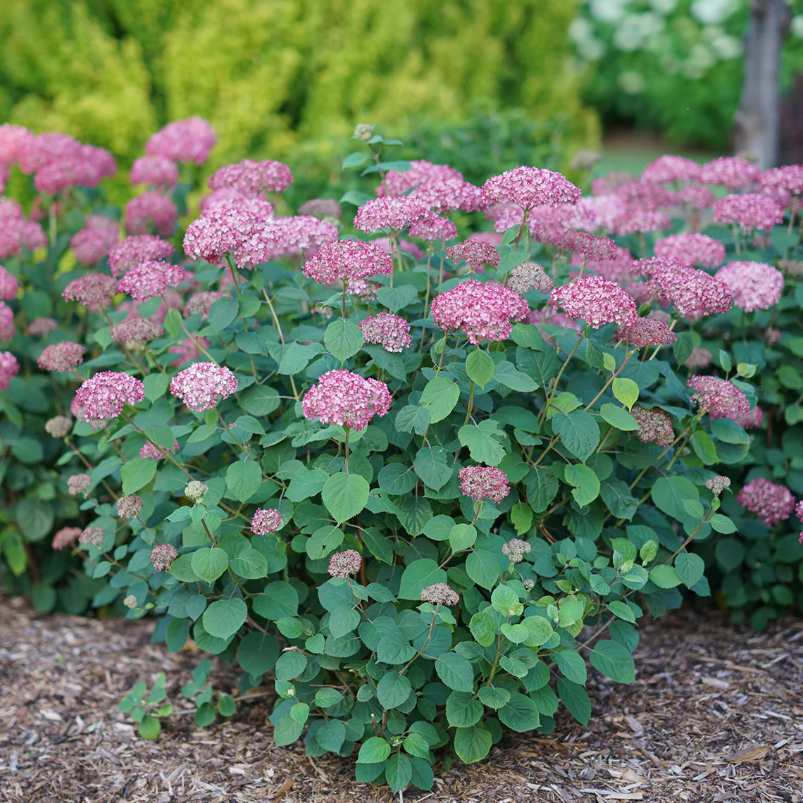 Invincibelle Spirit® II Smooth Hydrangea 5 Invincibelle Spirit® II Smooth Hydrangea