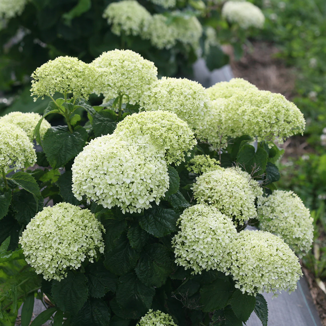 Invincibelle Limetta® Smooth Hydrangea 2 Invincibelle Limetta® Smooth Hydrangea
