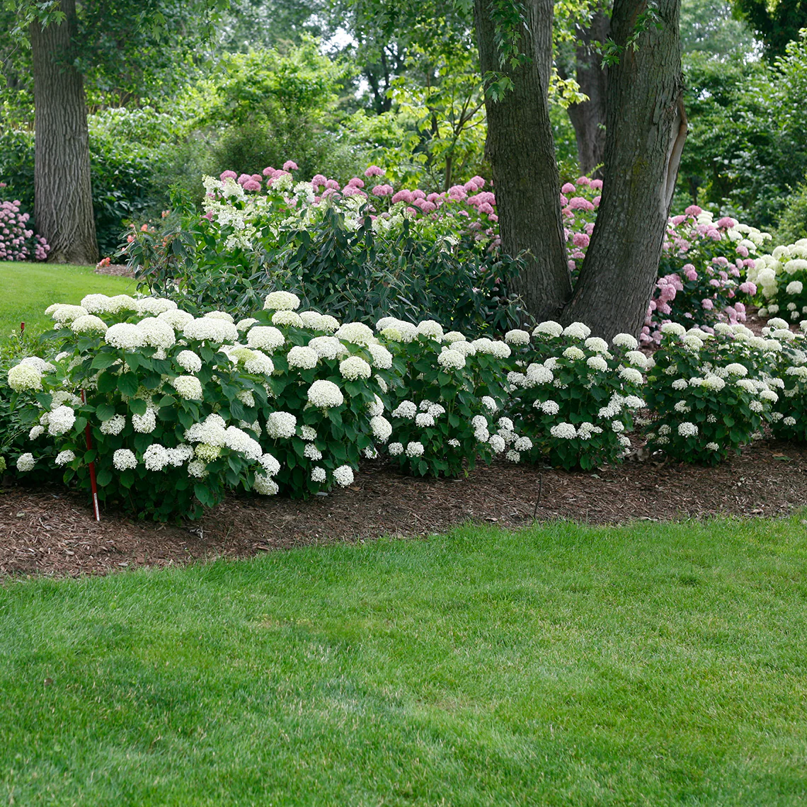 Invincibelle Limetta® Smooth Hydrangea 3 Invincibelle Limetta® Smooth Hydrangea