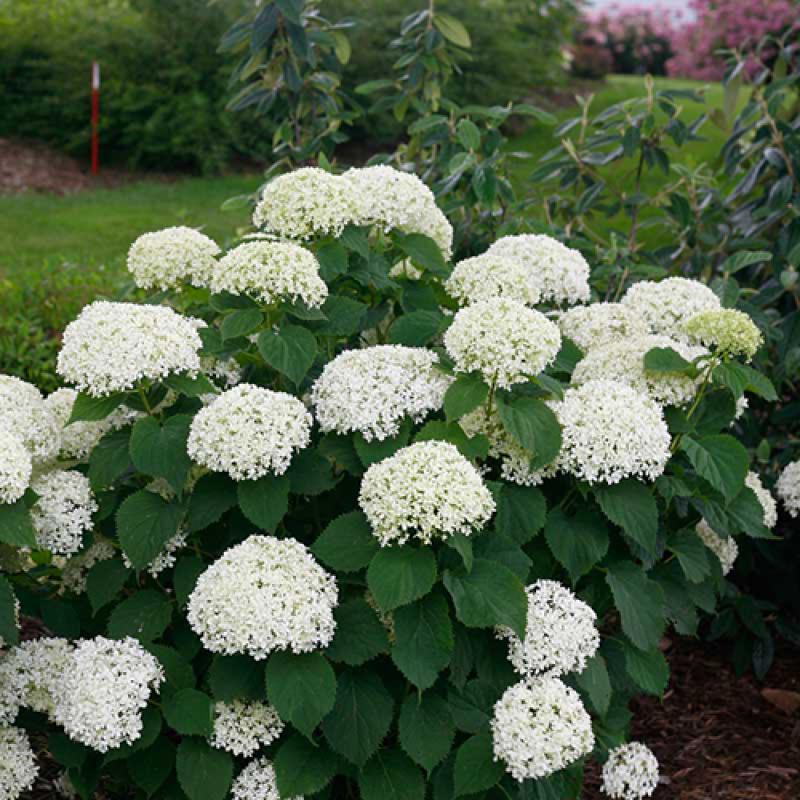 Invincibelle Limetta® Smooth Hydrangea 4 Invincibelle Limetta® Smooth Hydrangea