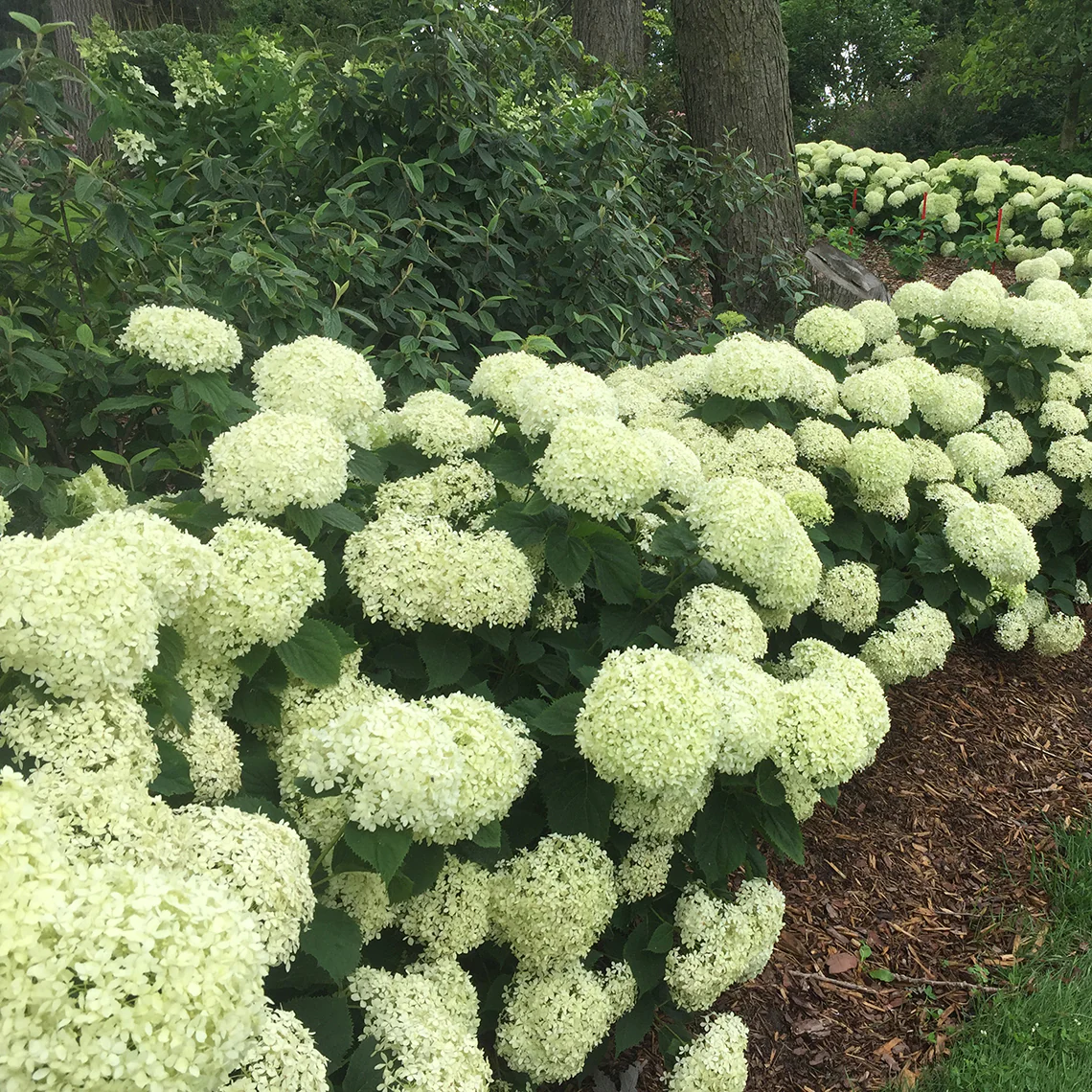 Invincibelle Limetta® Smooth Hydrangea 5 Invincibelle Limetta® Smooth Hydrangea
