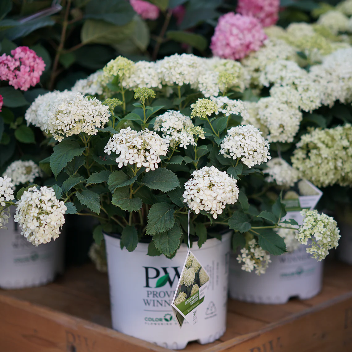 Invincibelle Limetta® Smooth Hydrangea 6 Invincibelle Limetta® Smooth Hydrangea