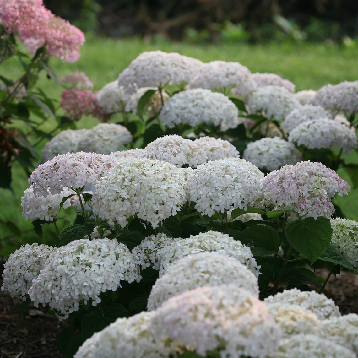 Invincibelle Wee White® Smooth Hydrangea 2 Invincibelle Wee White® Smooth Hydrangea