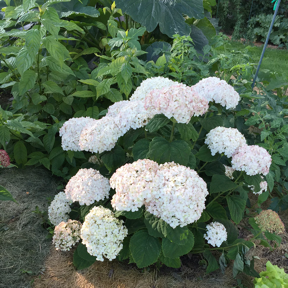 Invincibelle Wee White® Smooth Hydrangea 3 Invincibelle Wee White® Smooth Hydrangea