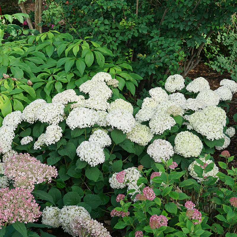 Invincibelle Wee White® Smooth Hydrangea 4 Invincibelle Wee White® Smooth Hydrangea