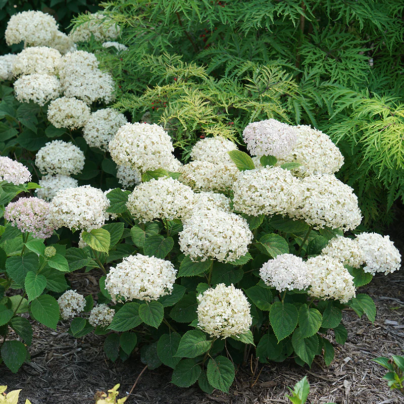 Invincibelle Wee White® Smooth Hydrangea 5 Invincibelle Wee White® Smooth Hydrangea