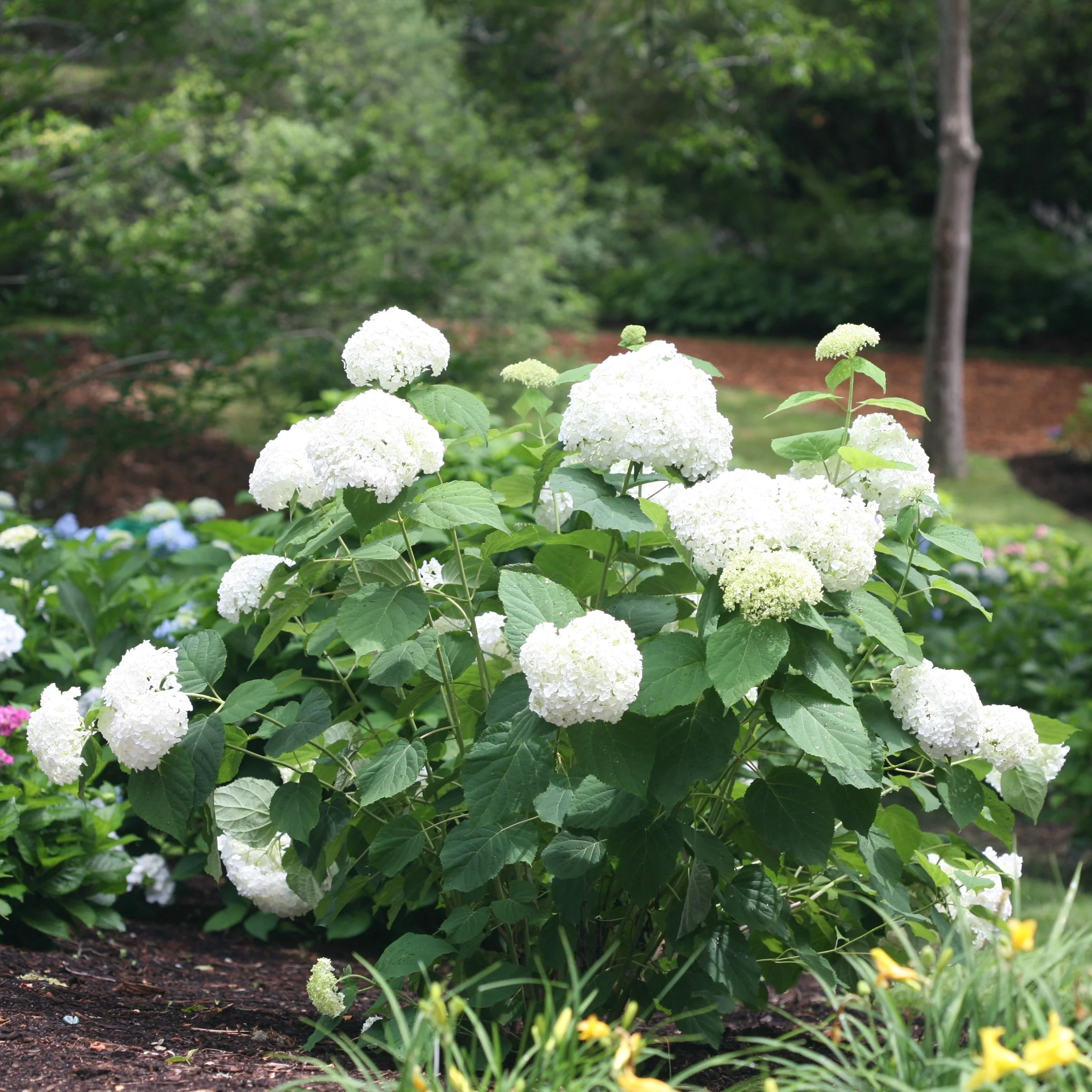 'Annabelle' Smooth Hydrangea - DISCONTINUED
