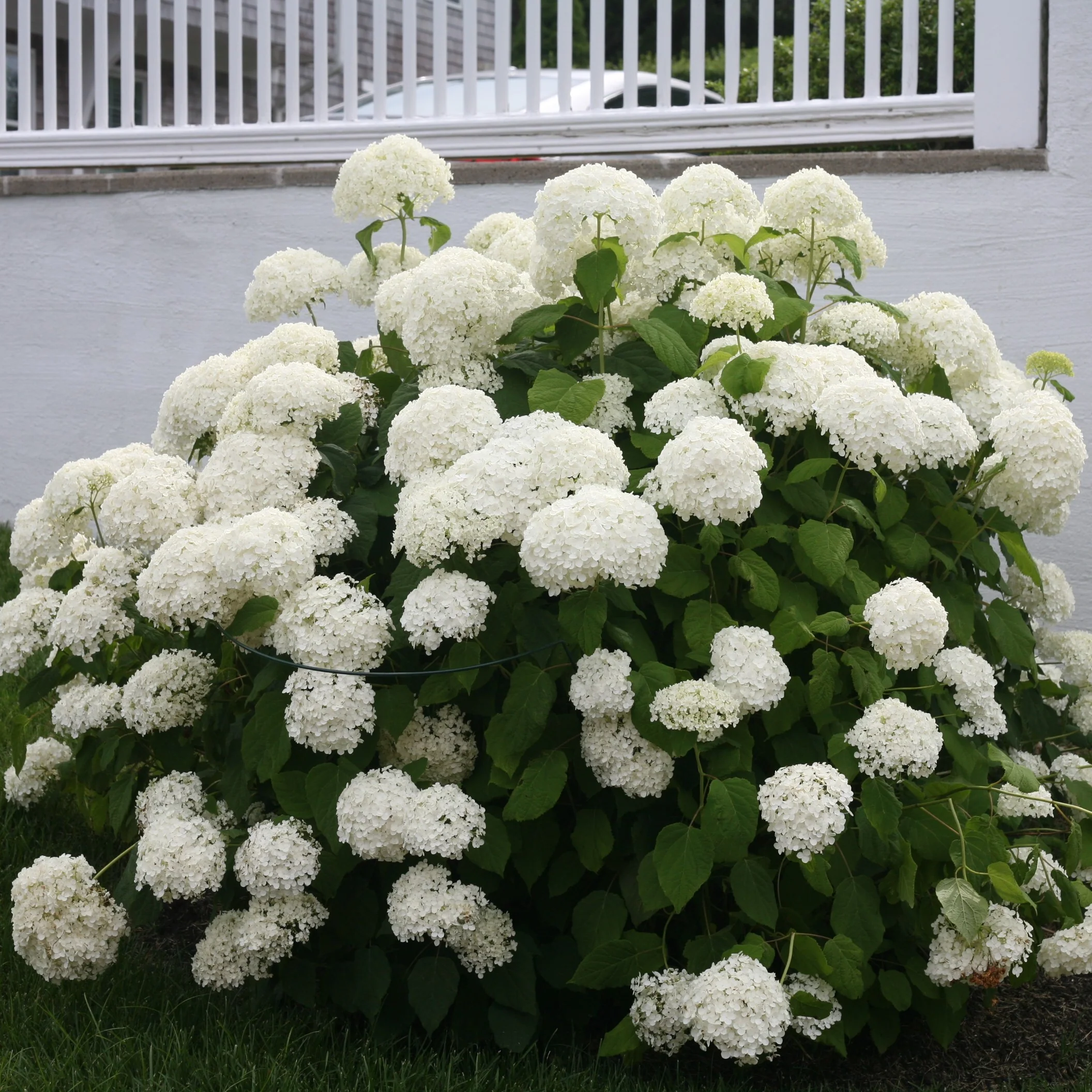 'Annabelle' Smooth Hydrangea - DISCONTINUED 2 'Annabelle' Smooth Hydrangea - DISCONTINUED