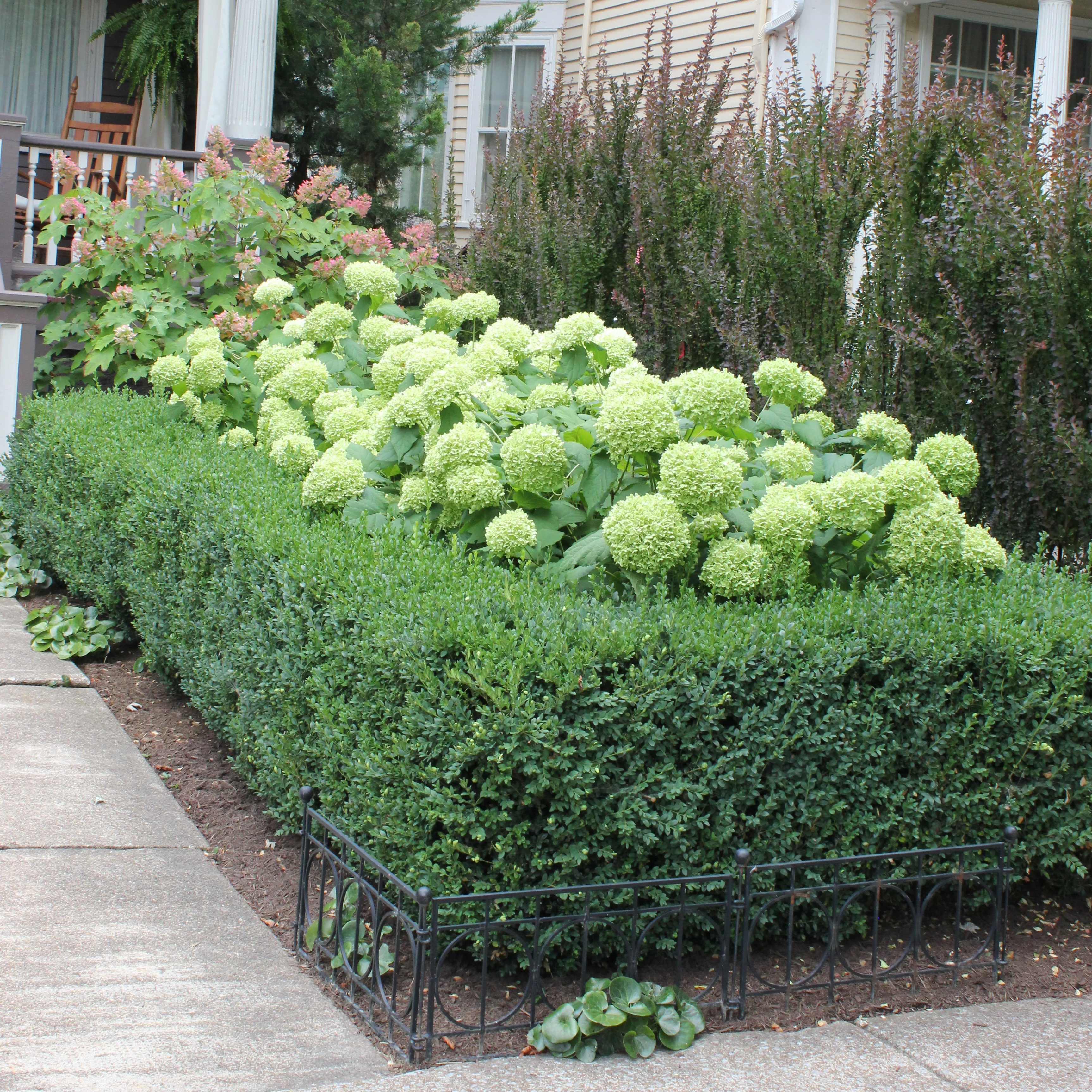 'Annabelle' Smooth Hydrangea - DISCONTINUED 3 'Annabelle' Smooth Hydrangea - DISCONTINUED