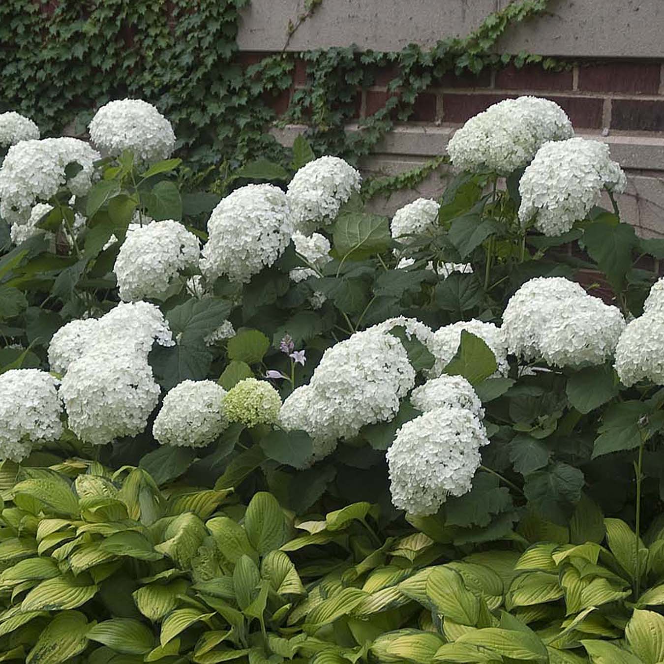 'Annabelle' Smooth Hydrangea - DISCONTINUED 4 'Annabelle' Smooth Hydrangea - DISCONTINUED