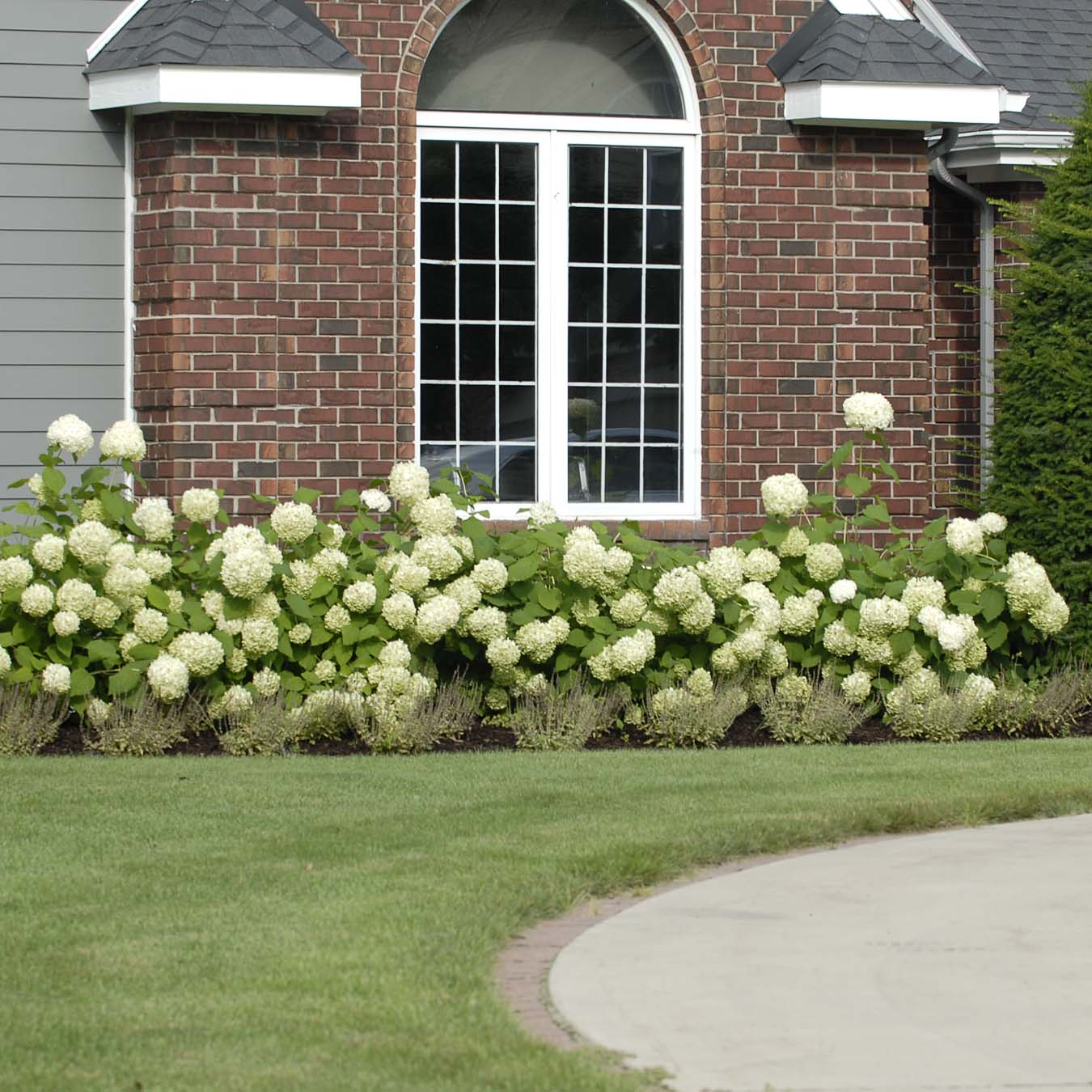 'Annabelle' Smooth Hydrangea - DISCONTINUED 5 'Annabelle' Smooth Hydrangea - DISCONTINUED