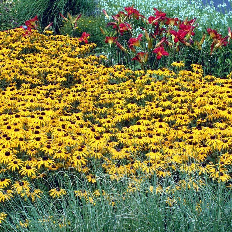 'Goldsturm' Black-Eyed Susan (Rudbeckia) 2 'Goldsturm' Black-Eyed Susan (Rudbeckia)