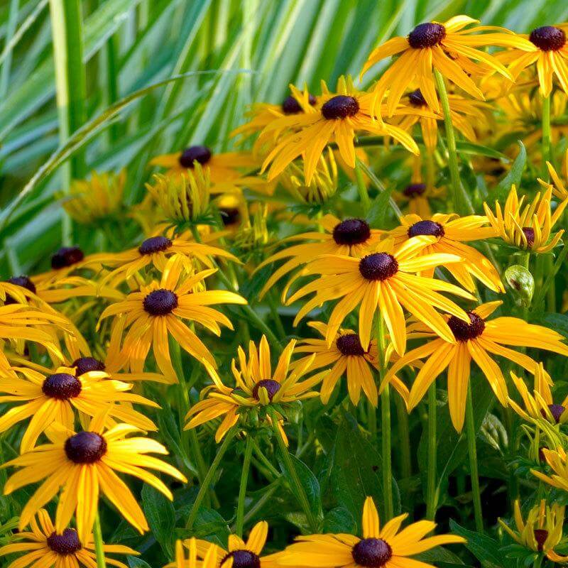 'Goldsturm' Black-Eyed Susan (Rudbeckia) 3 'Goldsturm' Black-Eyed Susan (Rudbeckia)
