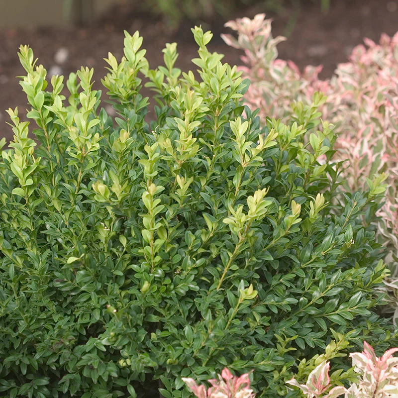 North Star® Boxwood