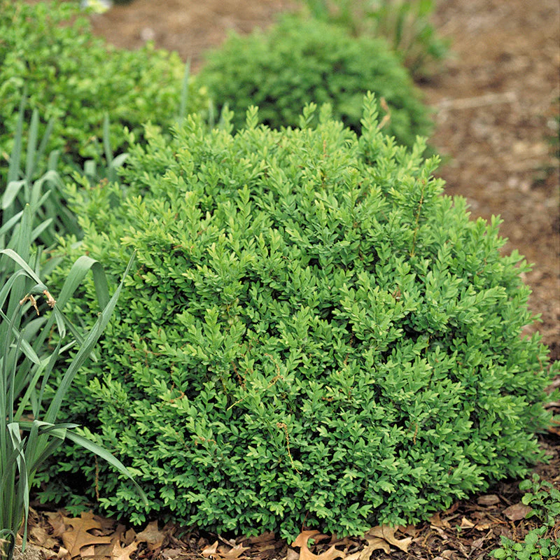 North Star® Boxwood 2 North Star® Boxwood