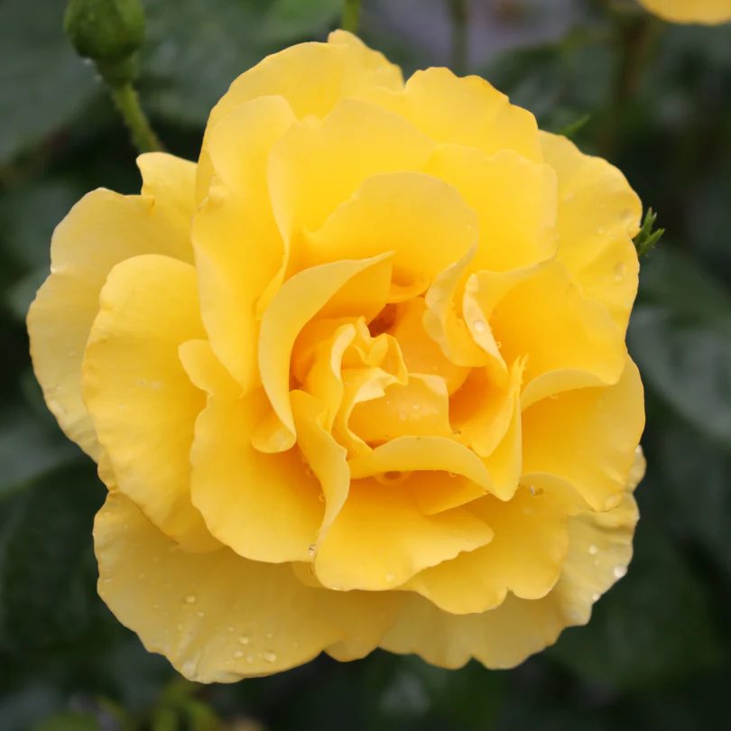 Reminiscent® Yellow Rose