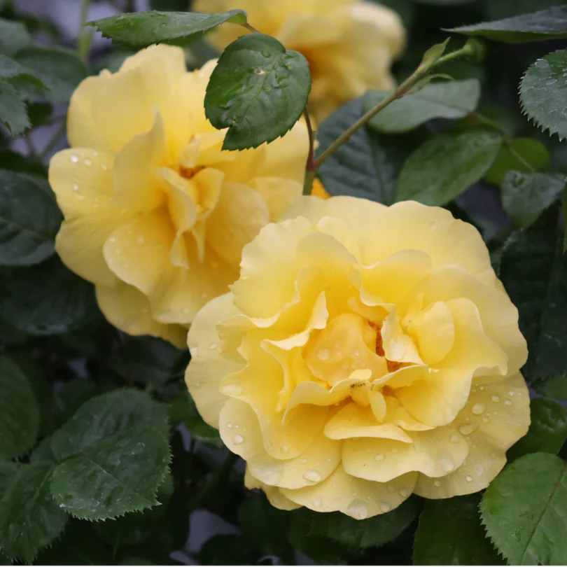 Reminiscent® Yellow Rose 2 Reminiscent® Yellow Rose