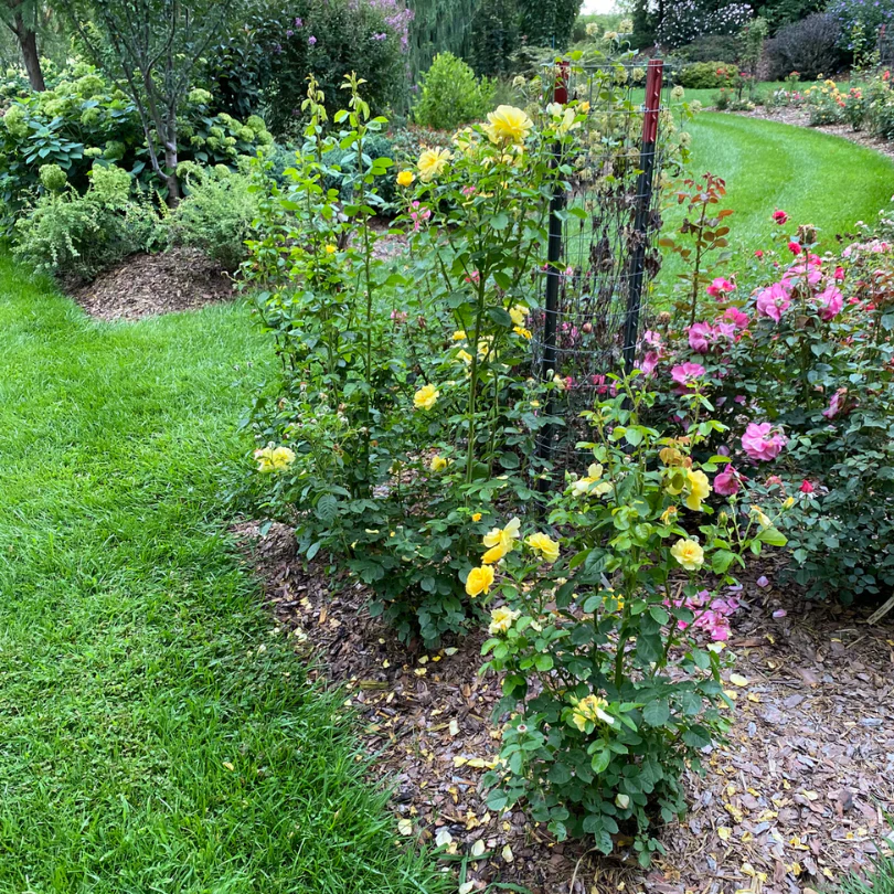 Reminiscent® Yellow Rose 3 Reminiscent® Yellow Rose