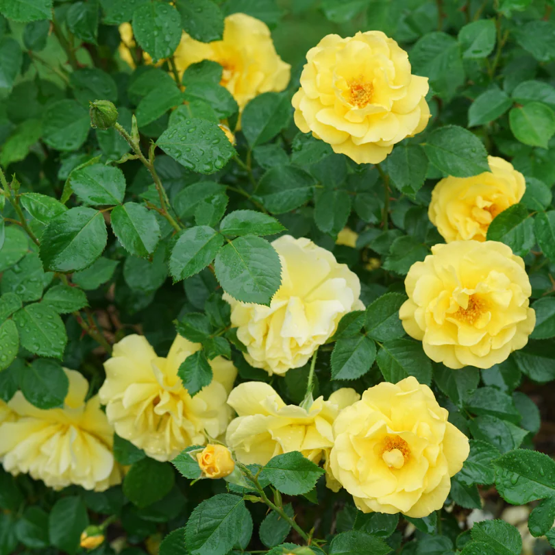 Reminiscent® Yellow Rose 4 Reminiscent® Yellow Rose