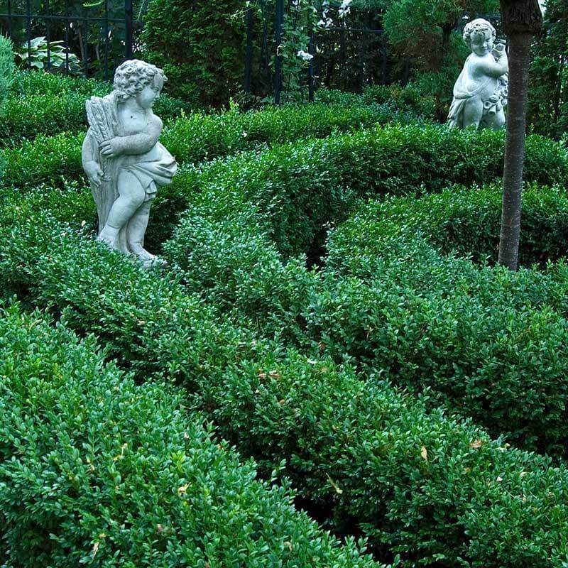 'Green Velvet' Boxwood 2 'Green Velvet' Boxwood