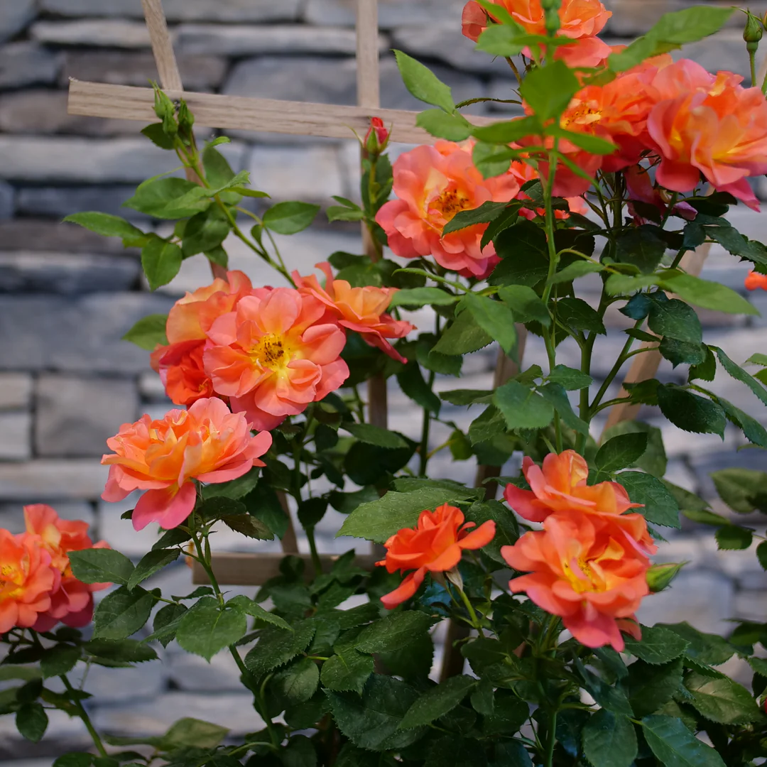Rise Up Emberays™ Climbing Rose 2 Rise Up Emberays™ Climbing Rose