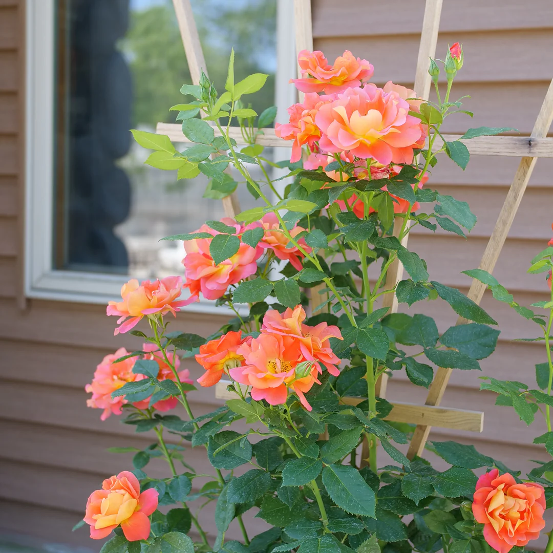 Rise Up Emberays™ Climbing Rose 3 Rise Up Emberays™ Climbing Rose