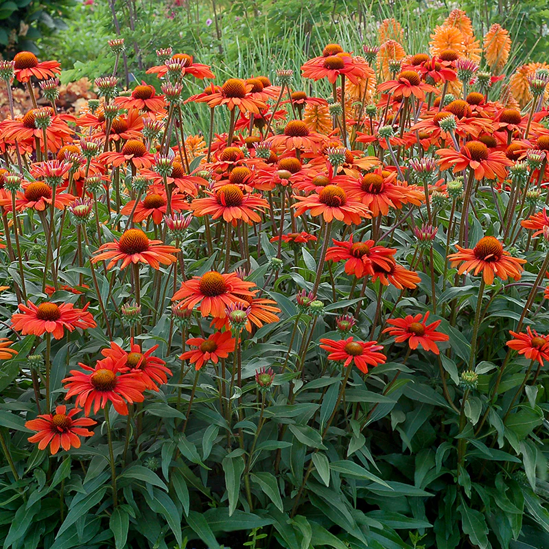 Kismet® Intense Orange Coneflower 2 Kismet® Intense Orange Coneflower
