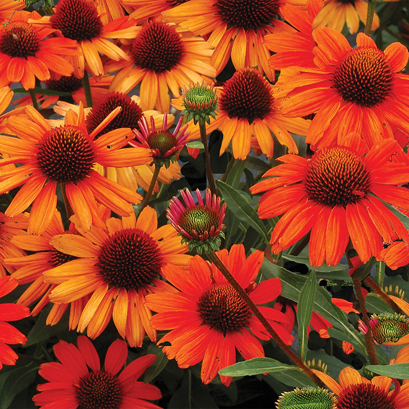 Kismet® Intense Orange Coneflower 3 Kismet® Intense Orange Coneflower