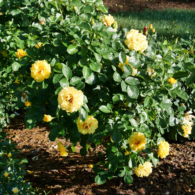 Rise Up™ Ringo® Climbing Rose