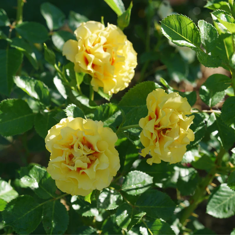 Rise Up™ Ringo® Climbing Rose 2 Rise Up™ Ringo® Climbing Rose