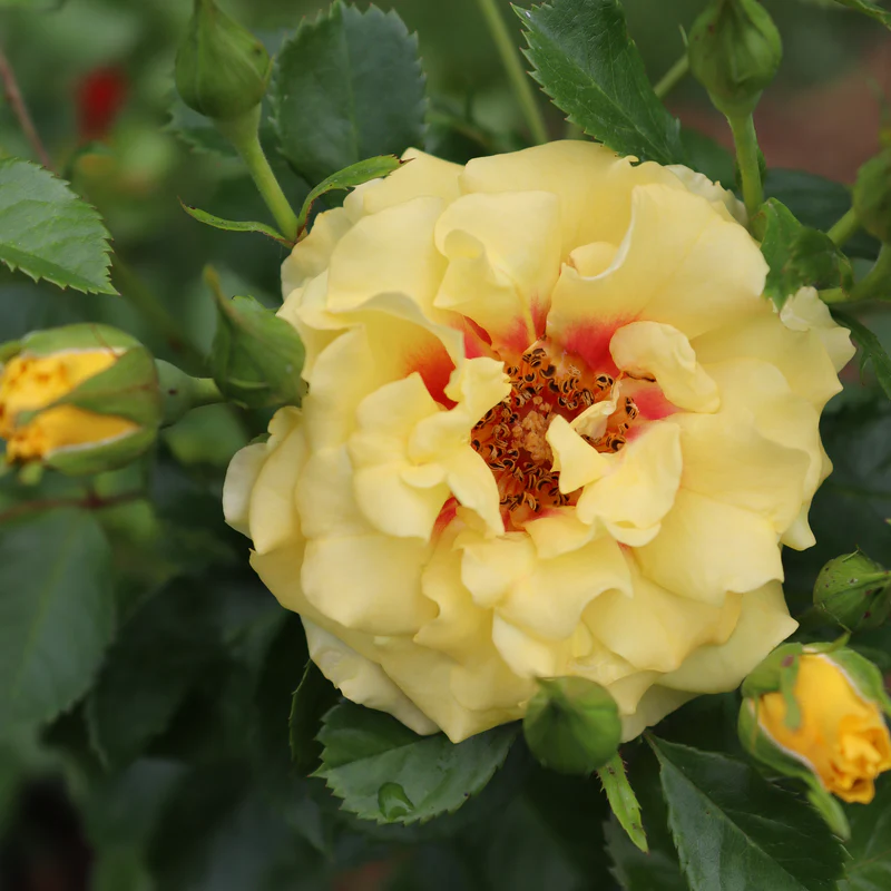 Rise Up™ Ringo® Climbing Rose 3 Rise Up™ Ringo® Climbing Rose