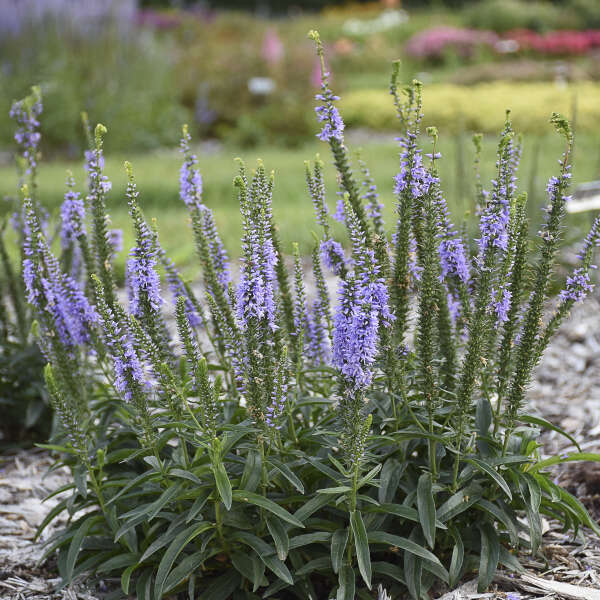 Magic Show® 'Ever After' Spike Speedwell 2 Magic Show® 'Ever After' Spike Speedwell