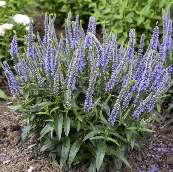 Magic Show® 'Ever After' Spike Speedwell 3 Magic Show® 'Ever After' Spike Speedwell