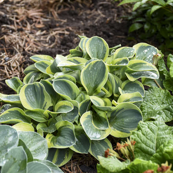 'Mighty Mouse' Hosta