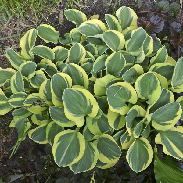 'Mighty Mouse' Hosta 2 'Mighty Mouse' Hosta