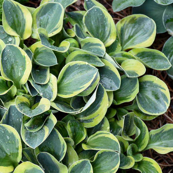 'Mighty Mouse' Hosta 3 'Mighty Mouse' Hosta