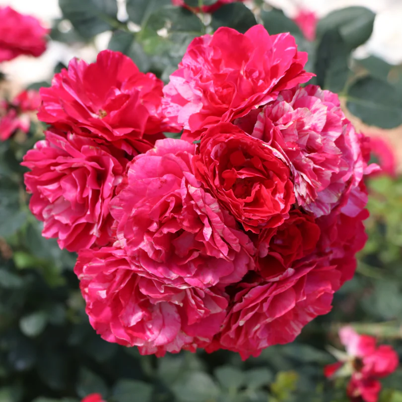 Oso Easy Red Stripe™ Rose
