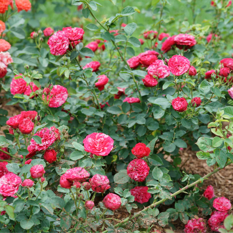 Oso Easy Red Stripe™ Rose 2 Oso Easy Red Stripe™ Rose