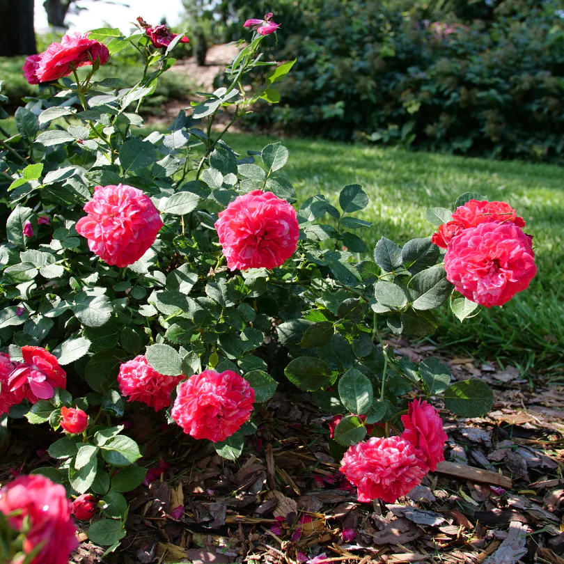 Oso Easy Red Stripe™ Rose 3 Oso Easy Red Stripe™ Rose