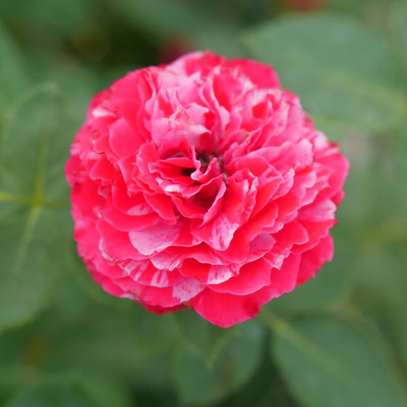 Oso Easy Red Stripe™ Rose 4 Oso Easy Red Stripe™ Rose