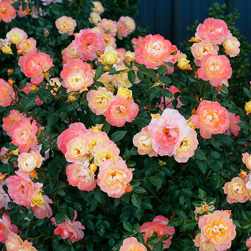 Oso Easy Italian Ice® Rose