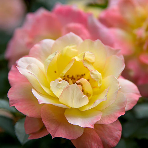 Oso Easy Italian Ice® Rose 2 Oso Easy Italian Ice® Rose