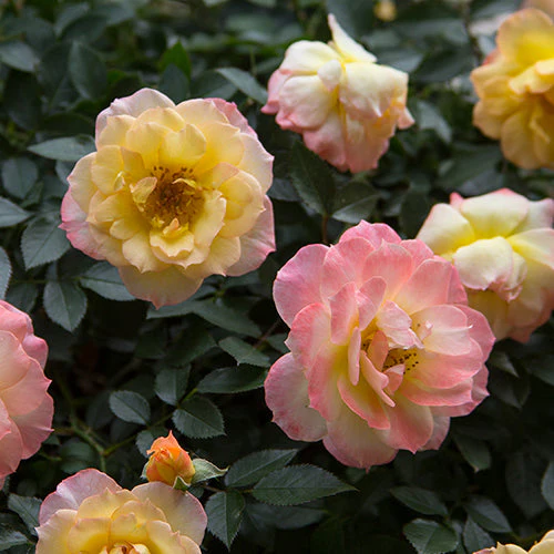 Oso Easy Italian Ice® Rose 3 Oso Easy Italian Ice® Rose